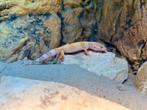 Luipaardgekko man NK25 met of zonder terrarium, Dieren en Toebehoren, Hagedis, Met terrarium, 0 tot 2 jaar