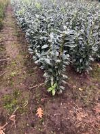 Verschillen soorten laurier te koop, Ophalen, Laurier, Haag, Minder dan 100 cm