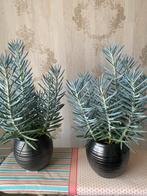 Senecio barbertonicus (naaldplant )makkelijk vetplant in pot, Vetplant, Ophalen of Verzenden, In pot, Minder dan 100 cm