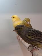 Diverse kleuren kanaries, Meerdere dieren