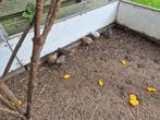 Jonge chinese dwerg kwartels., Dieren en Toebehoren, Meerdere dieren, Overige soorten