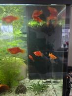 Oranje platys, Dieren en Toebehoren, Vis, Zoetwatervis