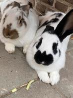 Lotharinger x duitse reus, Dieren en Toebehoren, Mannelijk, Groot