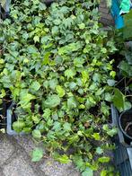 Hedera green riple met 2/3 stekken, Tuin en Terras, Planten | Tuinplanten, Halfschaduw, Klimplanten, Ophalen, Bloeit niet