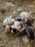 Vlaamse reus, Dieren en Toebehoren, Konijnen, Meerdere dieren, Groot