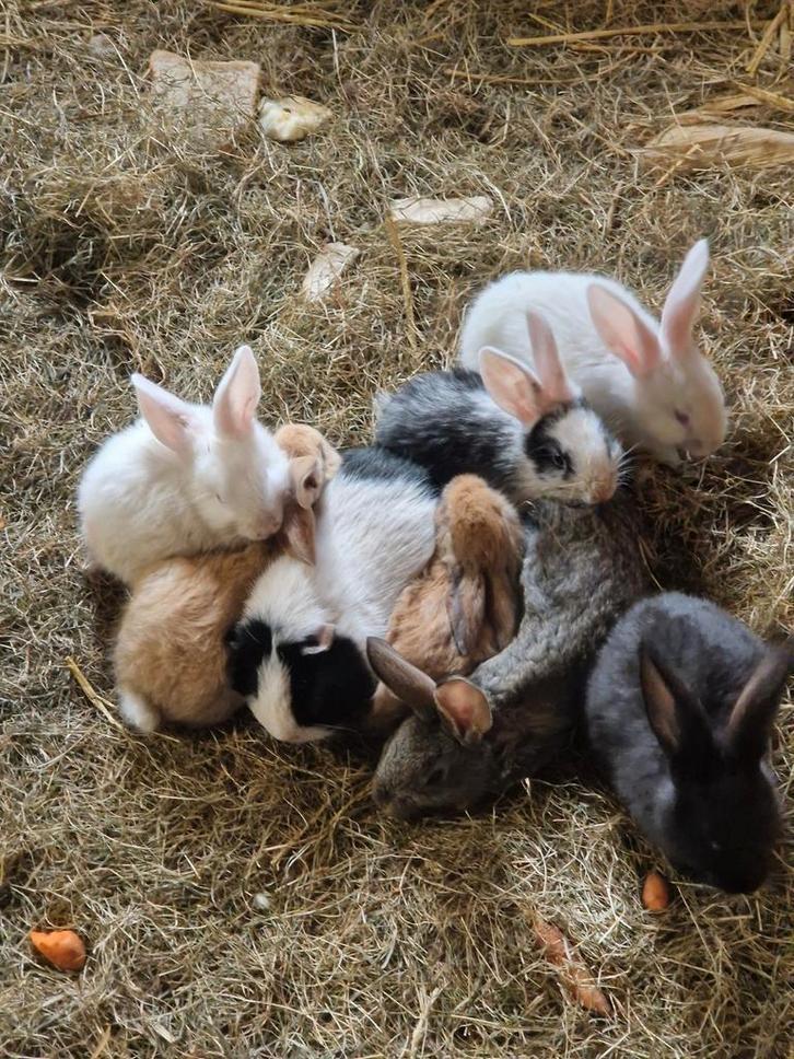 Vlaamse reus, Dieren en Toebehoren, Konijnen, Groot, Meerdere dieren