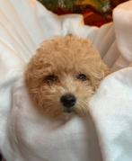 Maltipoo pups beschikbaar • Spoedig nieuw thuis gezocht!, Dieren en Toebehoren, Particulier, Rabiës (hondsdolheid), Overige rassen