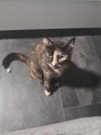 Lieve mooie kater te koop, Kater