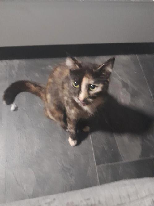 Lieve mooie kater te koop, Dieren en Toebehoren, Katten en Kittens | Raskatten | Korthaar, Kater