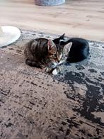 Prachtige kitten, Dieren en Toebehoren, Katten en Kittens | Overige Katten, Poes, Kortharig, 0 tot 2 jaar