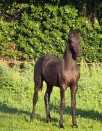 Fries hengstveulen te koop!LAAGVERWANTNieuw paard  18 08, Dieren en Toebehoren, Paarden, Hengst, Gechipt, 0 tot 2 jaar