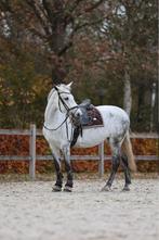 Te koop: Onze geliefde Connemarapony Luna, Dieren en Toebehoren, Pony's, Springpony, 7 tot 10 jaar, D pony (1.37m tot 1.48m), Merrie