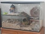 Hamster caping met hamster, Dieren en Toebehoren, Knaagdieren en Konijnen | Hokken en Kooien, Ophalen, Overige typen, 60 tot 90 cm