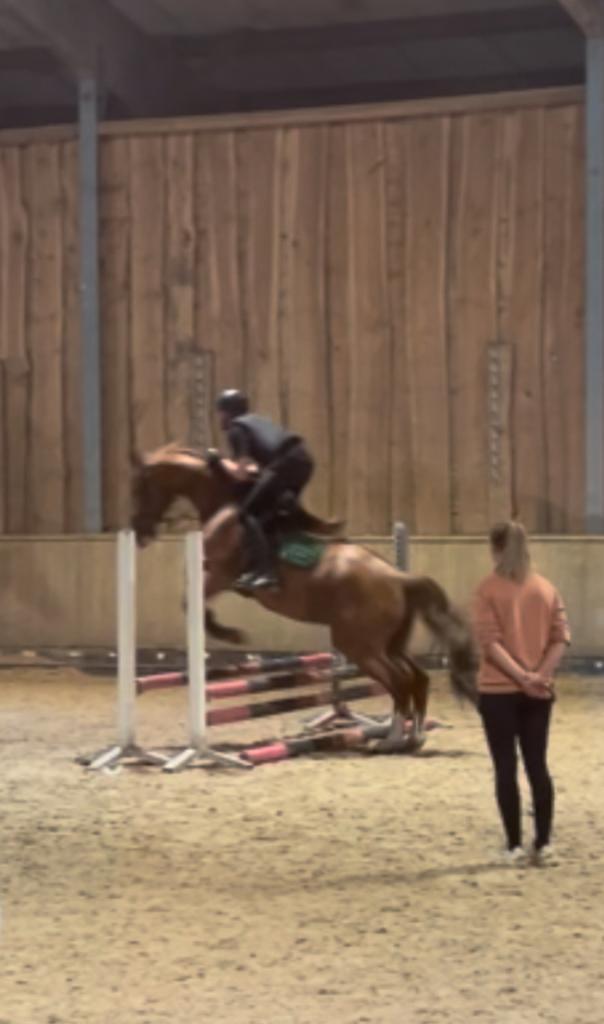 Bijrijdpaard gezocht, Dieren en Toebehoren, Paarden en Pony's | Verzorgingsproducten, Zo goed als nieuw, Ophalen of Verzenden