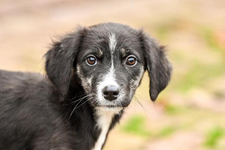 Alma klein medium teefje 4 maanden, Dieren en Toebehoren, Honden | Niet-rashonden, Klein, Teef, Particulier, Eén hond, Buitenland