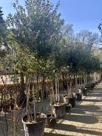 Meerstammige steeneik natuurlijke groeivorm ( Quercus ilex), 250 tot 400 cm, Zomer, Volle zon, In pot