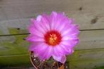 cactus thelocactus bicolor succulent rose bloem, Cactus, Minder dan 100 cm, Ophalen of Verzenden, Halfschaduw