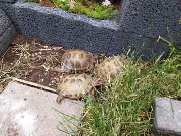 Schildpadden opvangplek beschikbaar voor biedingen