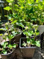 Biologische aardbeiplanten goed geworteld 2024 Aardbei plant, Tuin en Terras, Planten | Tuinplanten, Ophalen, Volle zon, Vaste plant