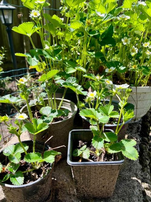 Biologische aardbeiplanten goed geworteld 2024 Aardbei plant, Tuin en Terras, Planten | Tuinplanten, Vaste plant, Fruitplanten