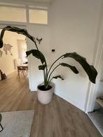 Plant. kamerplant. Grote plant. Strelitzia, Ophalen, Overige soorten