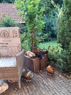 Serama's, Dieren en Toebehoren, Pluimvee, Meerdere dieren, Kip