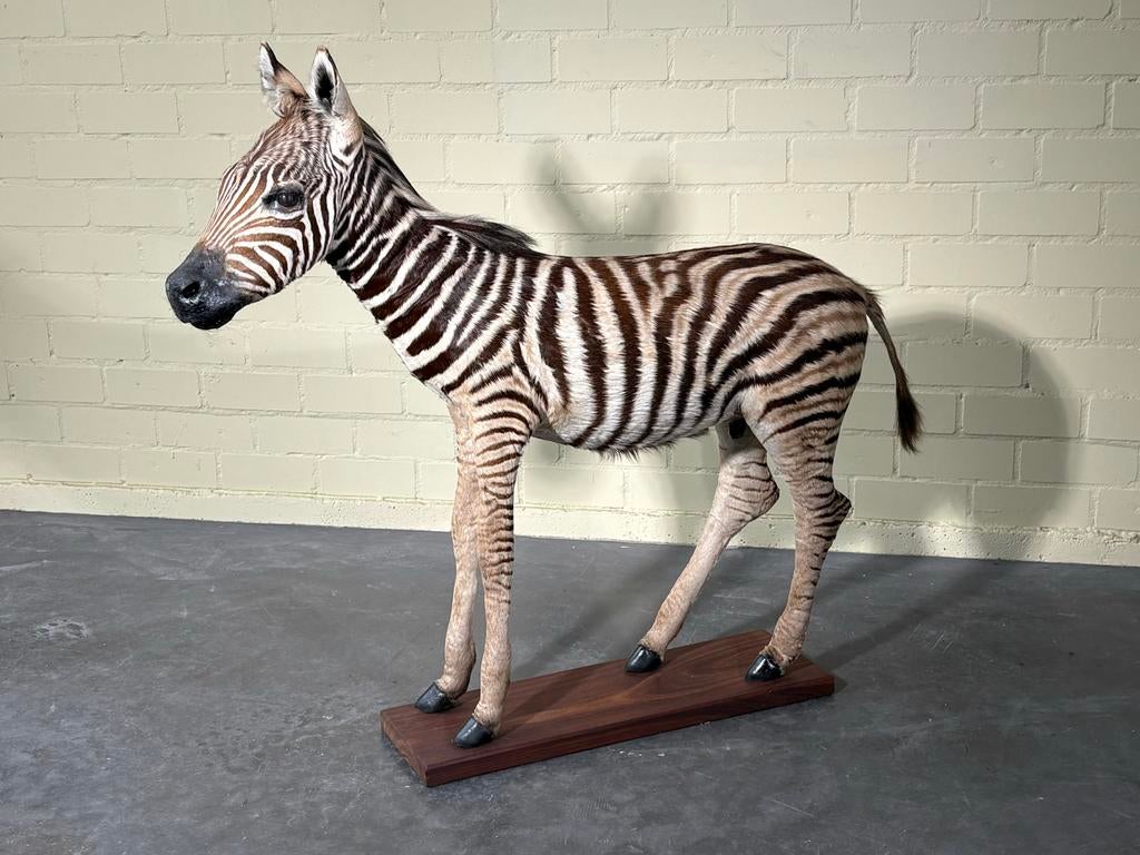 Opgezette Zebra Fullmount, Verzamelen, Ophalen, Nieuw, Wild dier, Opgezet dier