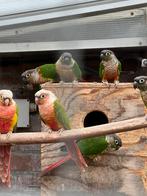Te koop: 13 Pyrrhura parkieten (ongeveer 3 jaar oud), Dieren en Toebehoren, Vogels | Parkieten en Papegaaien, Meerdere dieren