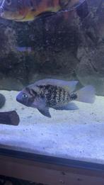 Mooie oscura heterosp man, Dieren en Toebehoren, Vissen | Aquariumvissen, Vis