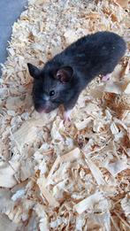 Hamster, Juni, Mannelijk, Hamster