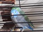 Forous forpussen muspapegaai koppel, Dieren en Toebehoren, Meerdere dieren, Dwergpapegaai of Agapornis, Tam