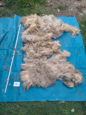 Ruwe mergellandwol 2 vachten (14) beschikbaar voor biedingen