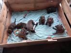 Bruine labrador puppy's tekoop, Dieren en Toebehoren, Honden | Retrievers, Spaniëls en Waterhonden, Overige rassen, 8 tot 15 weken