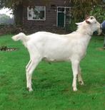 Terdekking Witte bok, Dieren en Toebehoren, Schapen, Geiten en Varkens, Mannelijk, Geit, 0 tot 2 jaar