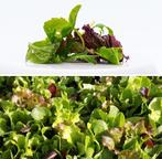 Pluksla zaden, Verzenden, Zaad