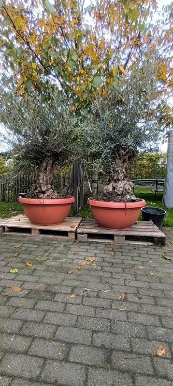 Oude Olijfboom Bonsai - 100+ jaar beschikbaar voor biedingen