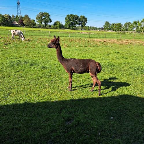 Bewezen alpaca hengst te huur, Dieren en Toebehoren, Overige Dieren, Mannelijk, Juni