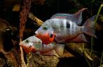 Thorichthys meeki – 3 koppels te koop, Dieren en Toebehoren, Vissen | Aquariumvissen, Vis, Zoetwatervis