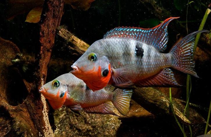 Thorichthys meeki – 3 koppels te koop, Dieren en Toebehoren, Vissen | Aquariumvissen, Zoetwatervis, Vis