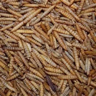 't Dijkje Black Soldier Fly Meelwormen 10kg, Dieren en Toebehoren, Dierenvoeding, Ophalen of Verzenden