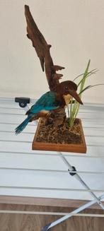 Opgezette smyrna ijsvogel, Verzamelen, Ophalen, Vogel, Opgezet dier