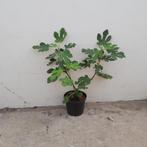 Vijgenstruik | Ficus carica 'Brown turkey', Bloeit niet, Overige soorten, Minder dan 100 cm, Ophalen