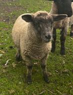 2 ooij lammeren 5 maanden oud, Vrouwelijk, Schaap