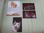 Ansichtkaarten katten, Verzenden, 1980 tot heden, Ongelopen, Hond of Kat