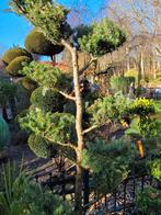 Abies koreana  vormsnoei 180cm 10 bollen, Ophalen, Volle zon, Overige soorten