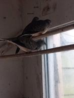 Verschillende soorten duiven, Meerdere dieren, Overige soorten