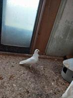 Twee jonge witte/gespikkelde sierduiven, Dieren en Toebehoren, Vogels | Duiven, Overige soorten, Geslacht onbekend