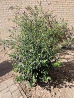Hulst Struik - Vaste Plant voor de Tuin, Vaste plant, Halfschaduw, Herfst, Ophalen