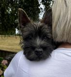 Cairn Terrier pup, Rabiës (hondsdolheid), 15 weken tot 1 jaar, Eén hond, Nederland