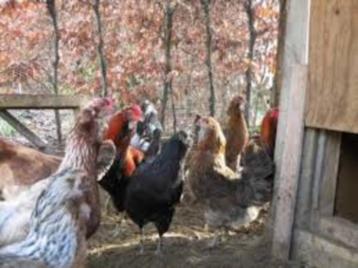 Araucana kippen. beschikbaar voor biedingen